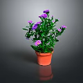Potted Plant With Purple Flowers And Green Leaves In Brown Pot