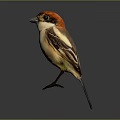 Small Bird with Red Head Yellow Body Black Wing Standing on Gray Background