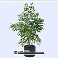 Lush Green Bonsai Plant in Black Cylindrical Pot for Indoor Decoration