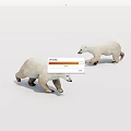 Two Lifelike White Polar Bears Walking On Clean White Surface