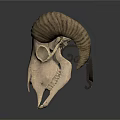 Sheep Skull With Curved Horns Isolated On White Background Showing Natural Features