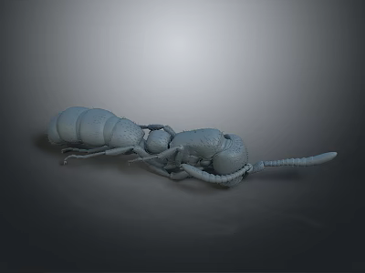 Gray Ant 3D Model with Clear Body Structure Including Head Thorax Abdomen and Legs 3d model