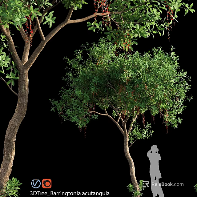 Ornamental Garden Trees With Lush Green Leaves Hanging Fruits And Person Silhouette 3d model 