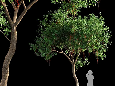 Ornamental Garden Trees With Lush Green Leaves Hanging Fruits And Person Silhouette 3d model