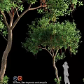 Ornamental Garden Trees With Lush Green Leaves Hanging Fruits And Person Silhouette