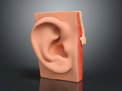 Human Ear Anatomical Model Showing Detailed Structure With Skin And Cartilage Layers 3d model