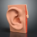 Human Ear Anatomical Model Showing Detailed Structure With Skin And Cartilage Layers