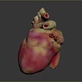 Heart Heart Human Heart Heart Anatomical Organs Human Organs Human Body 3d model