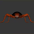 Red and Black Insect with Long Legs and Antennae on Dark Background Surface