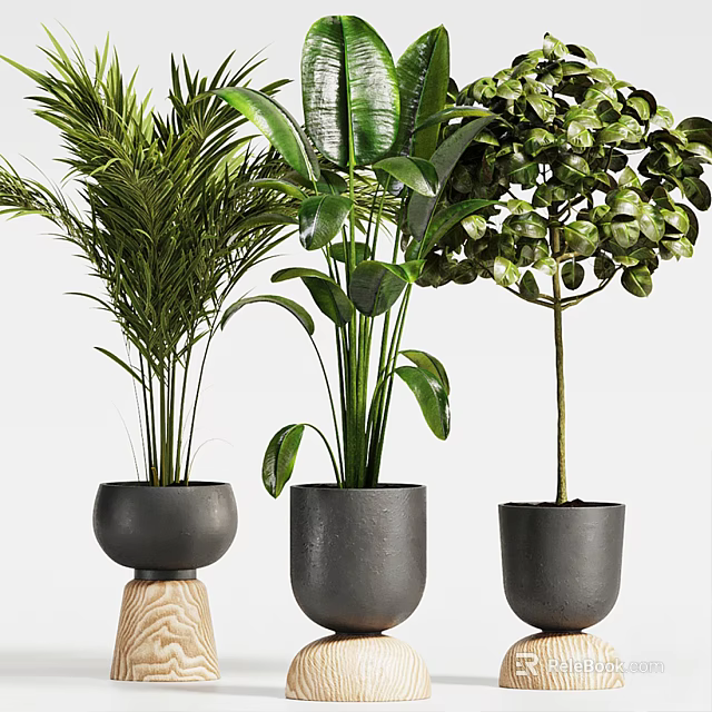 Various Bonsai Potted Plants With Green Leaves In Black Decorative Pots 3d model 