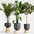 Various Bonsai Potted Plants With Green Leaves In Black Decorative Pots