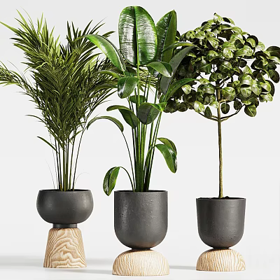 Various Bonsai Potted Plants With Green Leaves In Black Decorative Pots 3d model