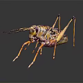 Colorful Grasshopper with Yellow Black Green Stripes Long Legs and Antennae on Dark Background with Reflection