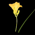 Yellow Blooming Flower With Buds Green Stem And Leaves In Vase On Black Background
