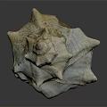 Natural Conch Shell Decorative Ornament Set with Textured Surface for Home Decoration