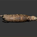 Leopard Cat With Spotted Fur Long Tail And Alert Posture Walking On Gray Background