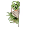 Bonsai Potted Plants On Wooden Ladder Shelf With Terra Cotta Pots And Ferns