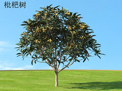 Loquat Tree With Green Leaves And Yellow Fruits Growing On Green Grass Under Blue Sky 3d model