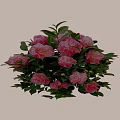 Lush Shrub With Pink Flowers Green Leaves And Yellow Berries
