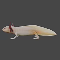 Unique Axolotl With Pink Feathery Gills And White Smooth Body Appearance