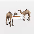 Two Brown Camels Standing On White Background In Natural Posture 3d model