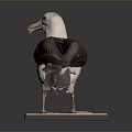 Seagull Tooth Color Seagull Carrier Pigeon Food Pigeon Play Pigeon Racing Pigeon Military Pigeon Experimental Pigeon Wild Pigeon 3d model