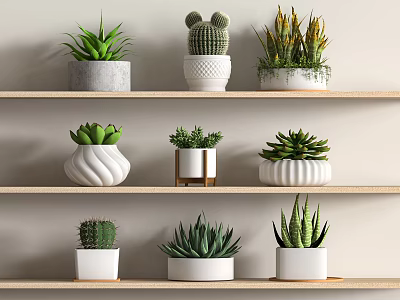 Various Cactus And Succulent Potted Plants Arranged On Wooden Shelves With Decorative Pots 3d model