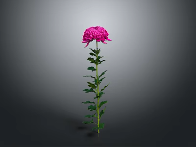 Beautiful Pink Chrysanthemum Plant With Green Stem Leaves On Gray Background 3d model