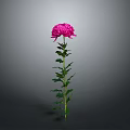 Beautiful Pink Chrysanthemum Plant With Green Stem Leaves On Gray Background