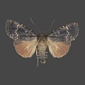 Moth With Spread Wings Brown And Orange Color Isolated On Gray Background