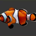 Clownfish Displaying Vibrant Orange And White Striped Body With Black Edges On Gray Background