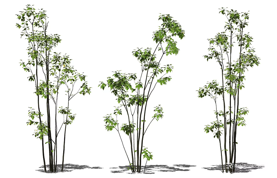 Lush Arbor Trees With Green Foliage And Slender Trunks For Garden Landscaping 3d model 