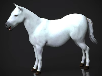 White Horse 3D Model With Glossy White Coat And Brown Hooves Standing Still 3d model