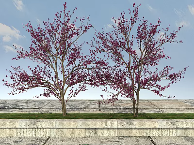 Two Arbor Trees With Purple Flowers Against Blue Sky And Stone Pavement 3d model