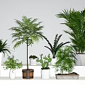 Indoor Potted Plants Various Fern Palm Bamboo Cactus In Ceramic Pots Wooden Bucket On Shelves