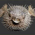 Modern thorn dolphin puffer fish marine animal fish 3d model