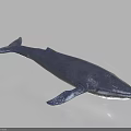 Lifelike Black Blue Whale Marine Animal Model With Fins And Tail