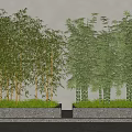 Bamboo Bonsai Plants with Gray Wall Background Concrete Flower Bed Various Heights Lush Green Leaves