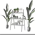 Succulent Plants Arrangement On White Ladder Shelf With Large Green Plants Indoor