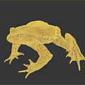 Orange Spotted Toad Standing On Dark Background With Detailed Skin Texture 3d model