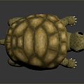 Turtle Turtle Cartoon Turtle Snapping Turtle Chickbill Turtle Reptile Cold Blooded Animal Reptile Reptile Class 3d model