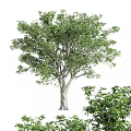 Lush Green Arbor Trees With Dense Foliage And Strong Trunks In Natural Scene