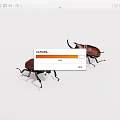 Two Horned Rhinoceros Beetles With Brown And Dark Exoskeleton On White Background