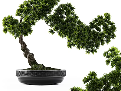 Curved Trunk Bonsai Plant With Green Leaves In Black Textured Pot 3d model