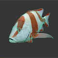 Vibrant Red And White Striped Fish With Colorful Fins On Dark Background
