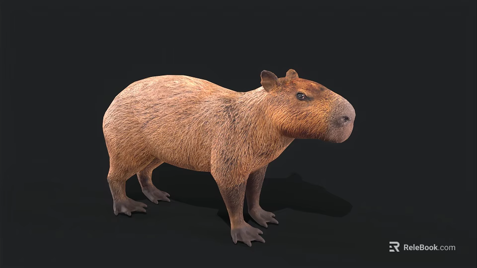 Realistic 3D Capybara Model With Brown Fur Standing On Black Background 3d model 