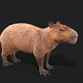 Realistic 3D Capybara Model With Brown Fur Standing On Black Background 3d model
