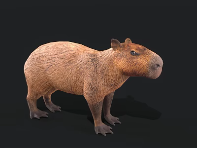 Capybara Guinea Pig Capibala Cute Animal Mammal Pet Cute Pet 3d model