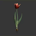 Red and Yellow Tulip Plant with Green Leaves and Root Base on Gray Background