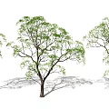 Modern Tree Modeling Landscape Trees Big Trees Big Trees Landscape Plants 3d model